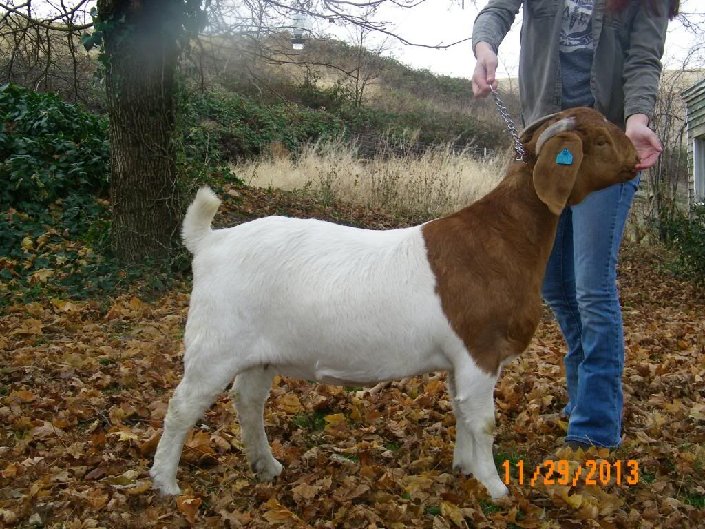 Building Muscle Mass The Goat Spot Forum