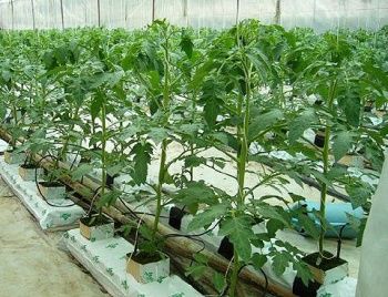 Nghệ thuật tưới nước của người Isarel!!