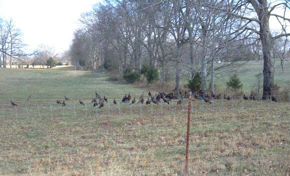 2013-01-06_10-16-12_turkeys_zps73b94855.jpg