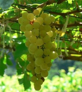 534px-Chenin_blanc_grapes_zps3a2c28da.jpg