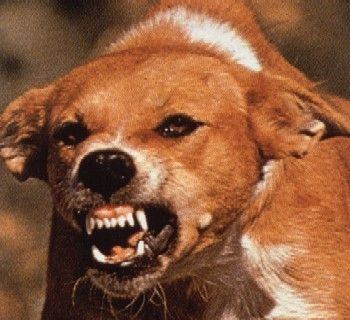 Rabid-Dog_zpse5c53ec5.jpg