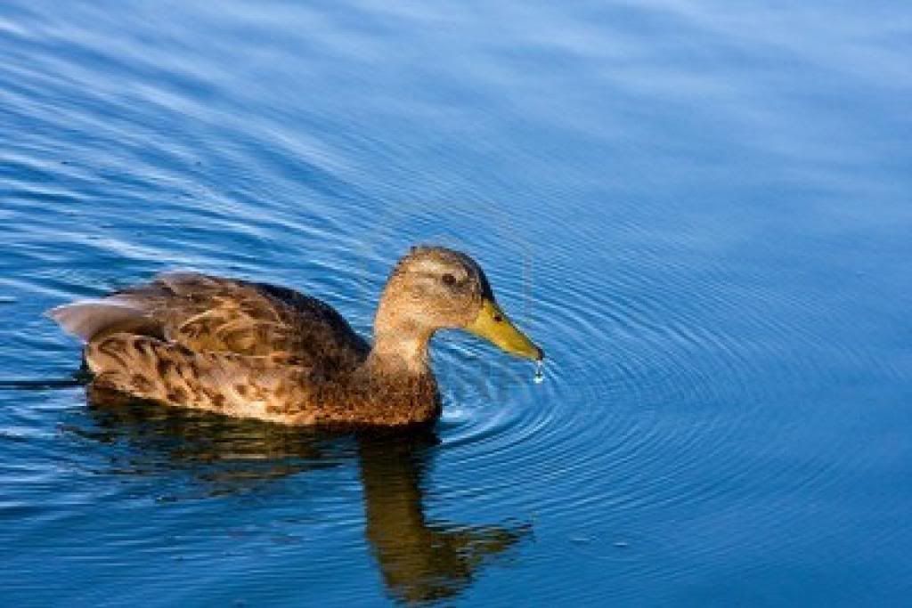 duck-swimming-in-water-stock-photo_zpsfd717148.jpg