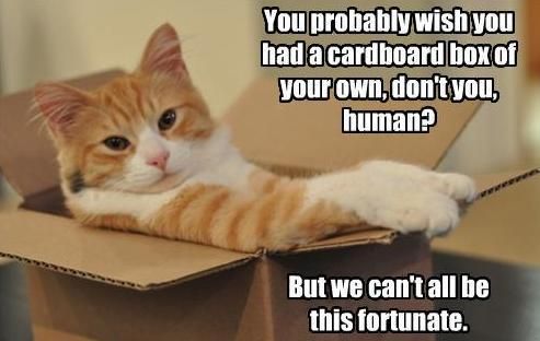 CardboardCat3.jpg