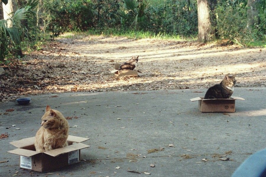 CardboardCats2.jpeg