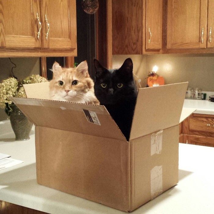 CardboardCats3.jpg