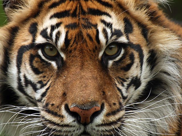 Sumatran-Tiger-Hero_zps58392fff.jpg