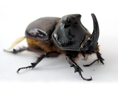 european-rhinoceros-beetle_zps3b524502.j