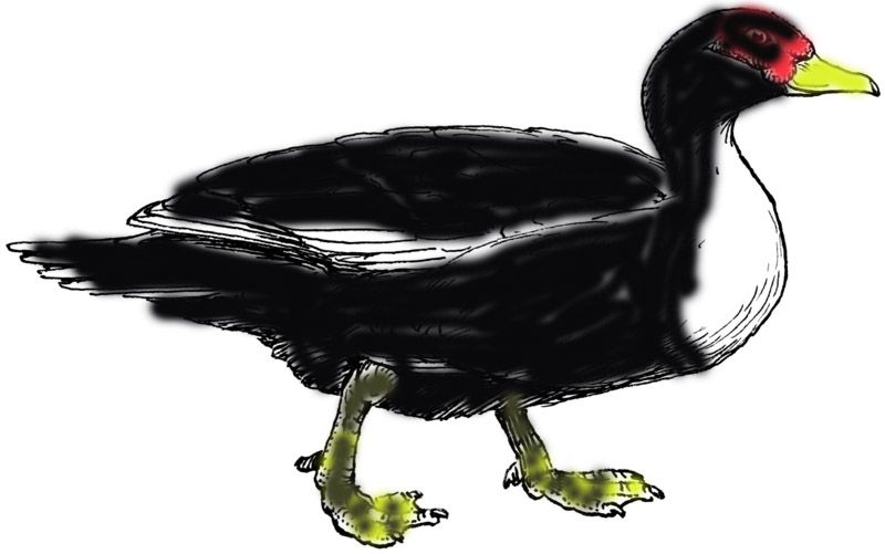 Backyard Poultry Forum • View topic muscovy duck colour