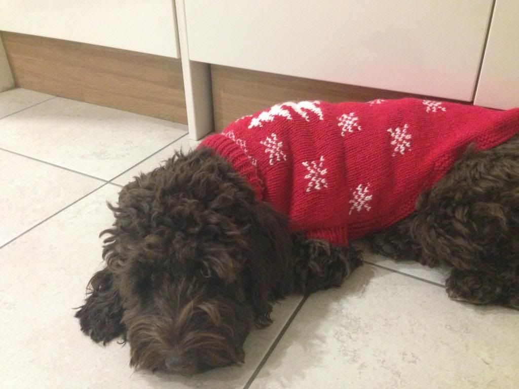 cockapoo xmas jumper