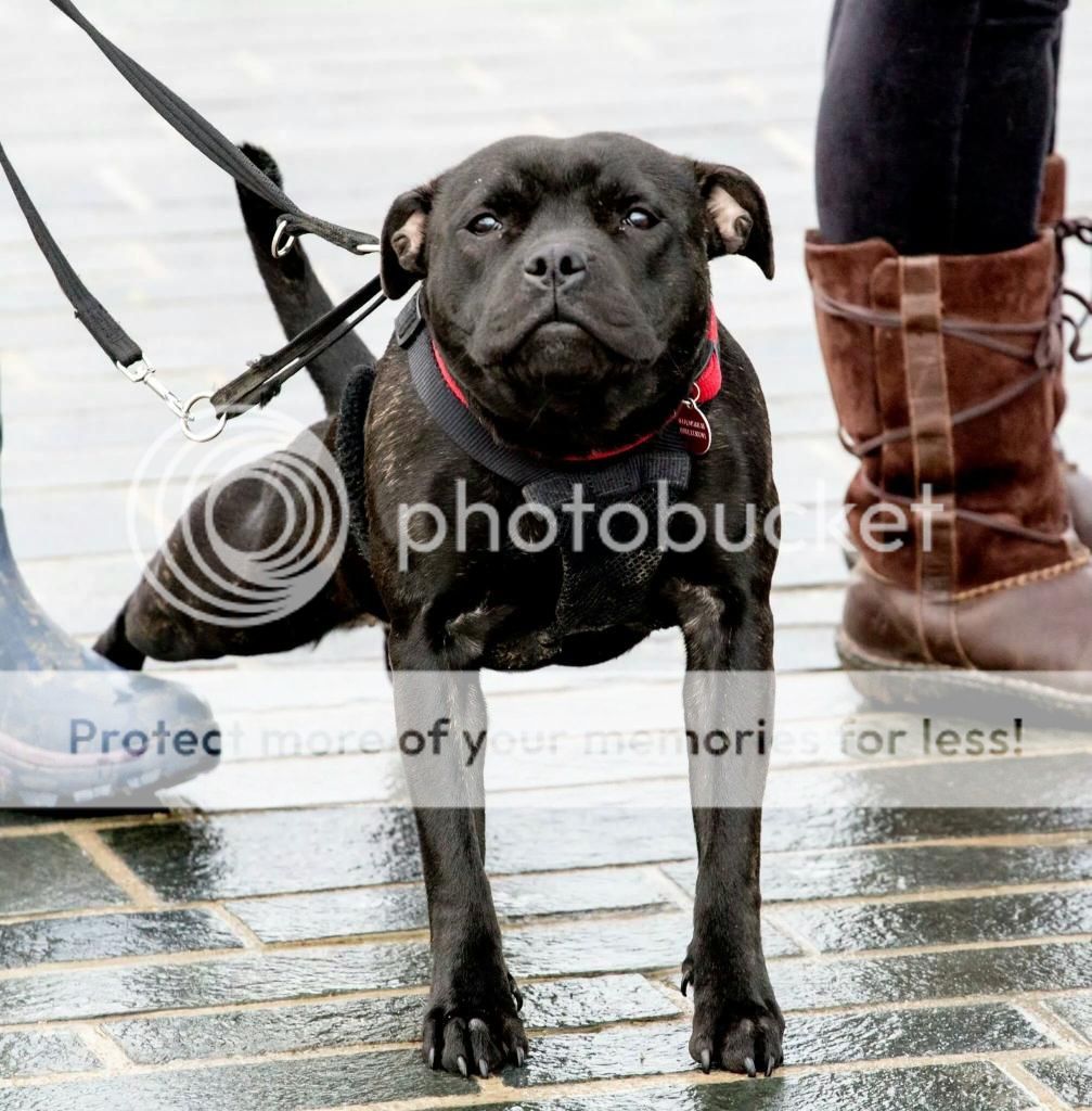 Another great bullie walk IMG_260996906544747_zpsp2abctkc