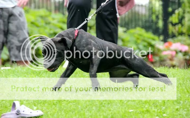 Theias first Bullie Walk! IMG_41702953201627_zpslrixejau