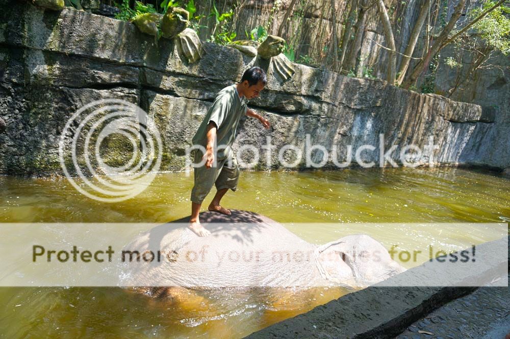 Elephant bathing time at Bali Safari and Marine Park