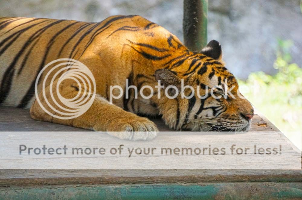 You could have your photo taken with a tiger cub, but there are plenty of opportunities to just take a photo of them untethered