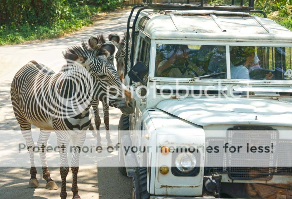 This is the more intimate VIP safari journey where you get to feed zebras from your 4WD