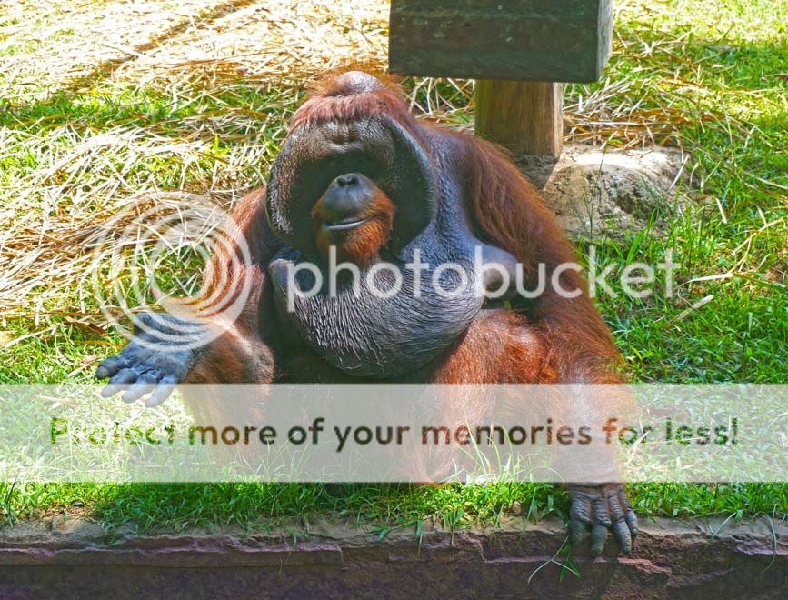 Solitary orangutan begging for food -  it's a trick he knows to get bananas thrown over to him