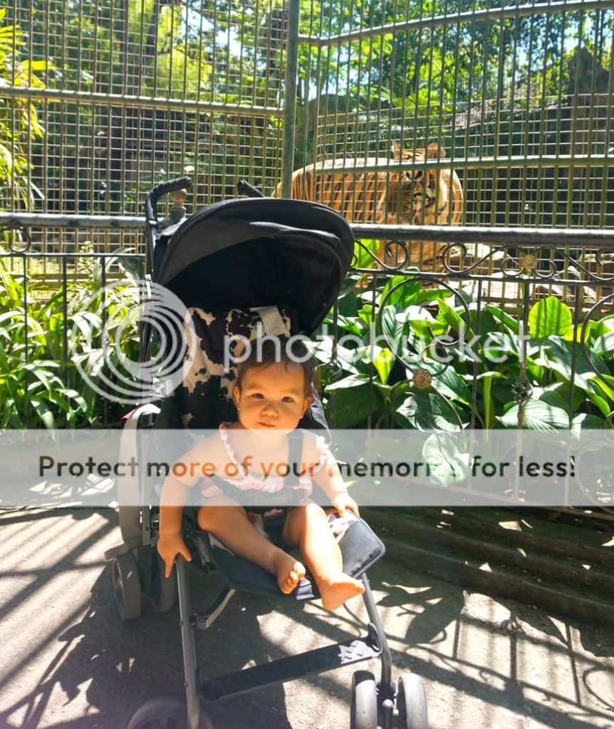 A stroller did come in handy however you can live without one at Bali Zoo