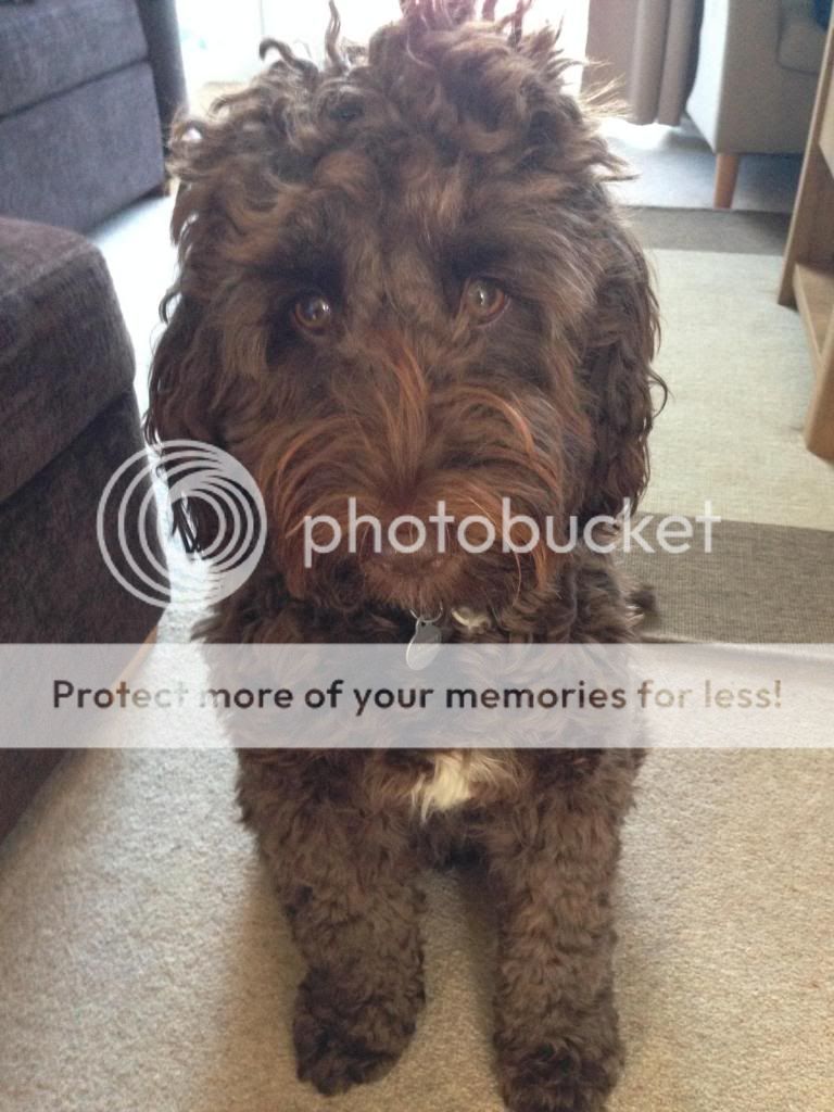 Generation and Color | I Love My Cockapoo Forums